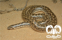 گونه مار بوآی شنی باریک Slender Sand Boa